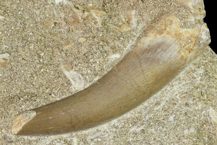 Fossil Plesiosaur (Zarafasaura) Tooth - Morocco #164639